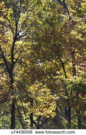 Autumn trees in woods View Large Photo Image Stock Photograph - Autumn trees in woods. Fotosearch