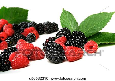 Blackberries and raspberries on white background View Large Photo Image Stock Image - Blackberries and raspberries on white background. Fotosearch