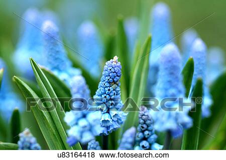Blue flowers View Large Photo Image Stock Photo - Blue flowers. Fotosearch