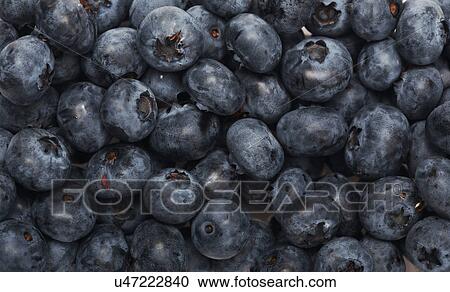 Blueberry View Large Photo Image Stock Image - Blueberry. Fotosearch