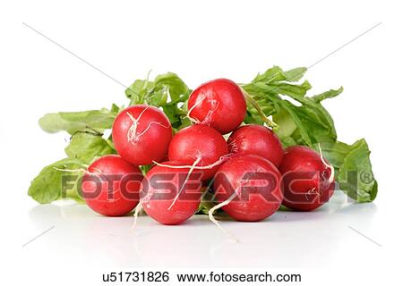 Stock Photograph - Bunch of raddish - studio shot. Fotosearch