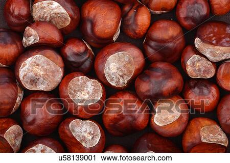 Stock Image - Chestnut on wooden background - studio shot. Fotosearch