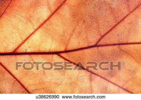 Stock Image - Close-up of autumn leaf - studo shot. Fotosearch