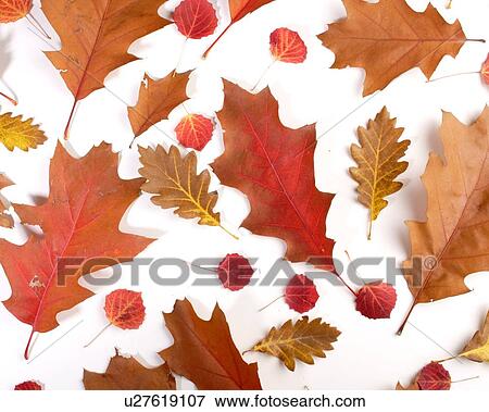 Close-up of autumn leaf - studo shot View Large Photo Image Stock Photo - Close-up of autumn leaf - studo shot. Fotosearch