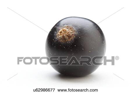 Close up of black currants View Large Photo Image Stock Photo - Close up of black currants. Fotosearch