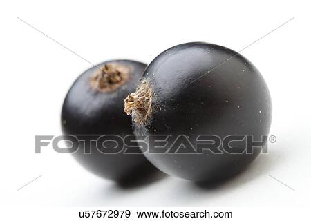 Close - up of blackcurrants on white background View Large Photo Image Stock Photo - Close - up of blackcurrants on white background. Fotosearch