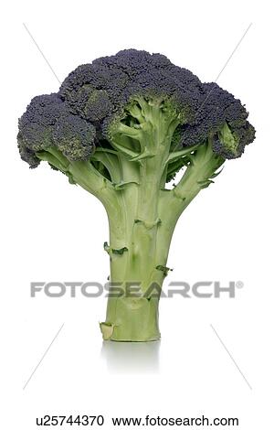 Close-up of broccoli on white background View Large Photo Image Stock Image - Close-up of broccoli on white background. Fotosearch