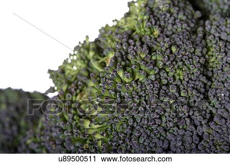 Close-up of broccoli on white background View Large Photo Image Stock Image - Close-up of broccoli on white background. Fotosearch