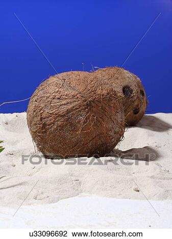 Close up of coconut on sand View Large Photo Image Stock Image - Close up of coconut on sand. Fotosearch