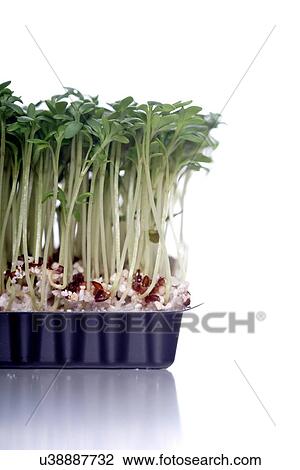 Stock Image - Close-up of cress on white background. Fotosearch