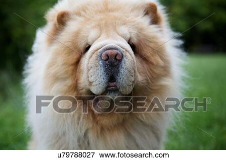 Stock Photo - Close-up of dog. Fotosearch