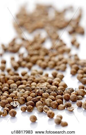 Close up of dried mustard seeds View Large Photo Image Stock Image - Close up of dried mustard seeds. Fotosearch