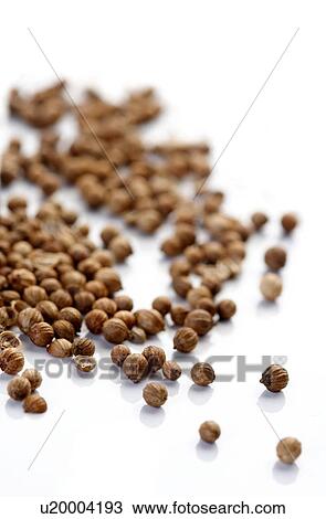 Close up of dried mustard seeds View Large Photo Image Stock Image - Close up of dried mustard seeds. Fotosearch