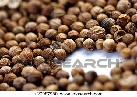 Close up of dried mustard seeds View Large Photo Image Stock Image - Close up of dried mustard seeds. Fotosearch