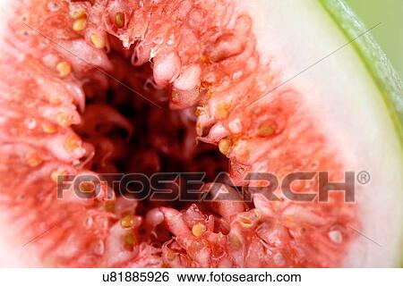 Close - up of fig View Large Photo Image Stock Photograph - Close - up of fig. Fotosearch
