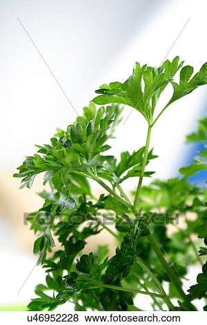 Close up of fresh parsley View Large Photo Image Stock Photo - Close up of fresh parsley. Fotosearch