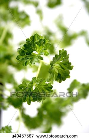 Close-up of fresh parsley - studio shot View Large Photo Image Stock Photo - Close-up of fresh parsley - studio shot. Fotosearch