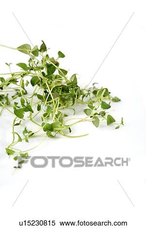 Close up of fresh thyme View Large Photo Image Stock Photography - Close up of fresh thyme. Fotosearch