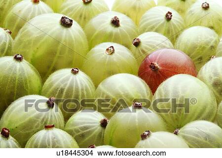 Close up of gooseberrys on white background View Large Photo Image Picture - Close up of gooseberrys on white background. Fotosearch
