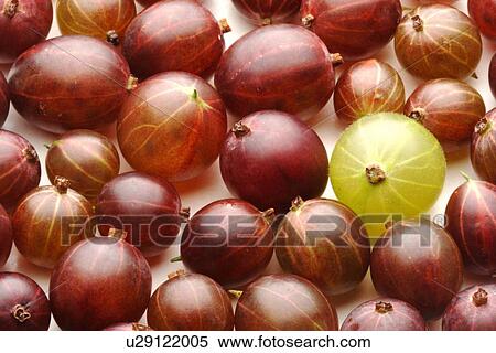 Close up of gooseberrys on white background View Large Photo Image Stock Photography - Close up of gooseberrys on white background. Fotosearch