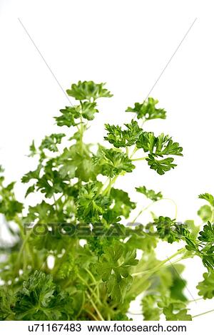 Stock Image - Close up of parsley on white background. Fotosearch