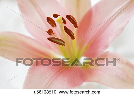 Stock Image - Close-up of pink flower. Fotosearch