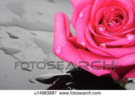 Close-up of pink rose on black background View Large Photo Image Stock Photo - Close-up of pink rose on black background. Fotosearch