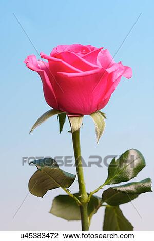 Stock Image - Close-up of pink rose on blue background. Fotosearch