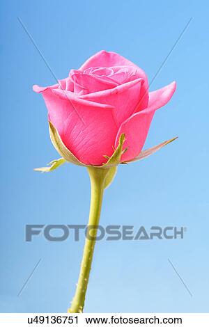 Close-up of pink rose on blue background View Large Photo Image Stock Image - Close-up of pink rose on blue background. Fotosearch