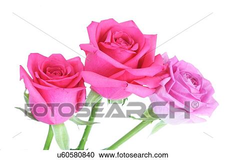 Stock Image - Close-up of pink rose on white background. Fotosearch