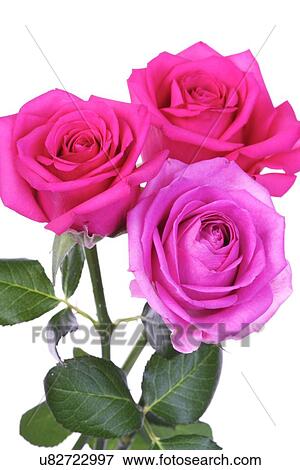 Stock Photo - Close-up of pink rose on white background. Fotosearch