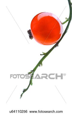 Stock Photograph - Close - up of red currant. Fotosearch