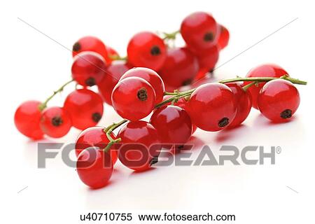 Close - up of red currants View Large Photo Image Stock Photography - Close - up of red currants. Fotosearch