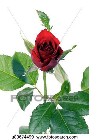 Stock Photo - Close-up of red rose on white background. Fotosearch