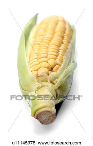 Stock Photo - Corn on white background - studio shot. Fotosearch