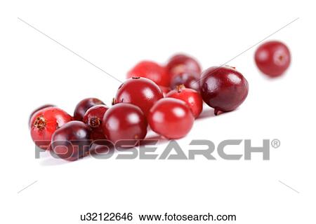 Cranberries on white background - studio shot View Large Photo Image Stock Photograph - Cranberries on white background - studio shot. Fotosearch