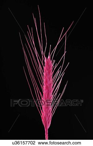 Stock Image - Ear of Corn Wheat on white background. Fotosearch