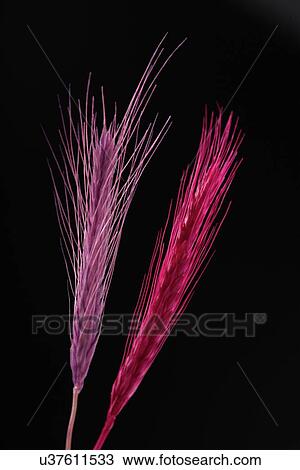 Ear of Corn Wheat on white background View Large Photo Image Stock Image - Ear of Corn Wheat on white background. Fotosearch