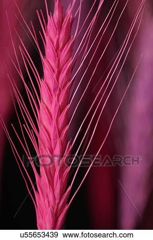 Stock Photo - Ear of Corn Wheat on white background. Fotosearch