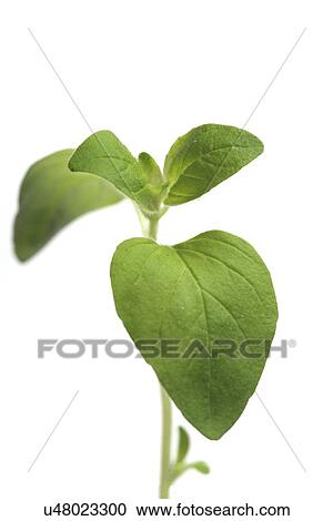 Stock Image - Fresh oregano on white background. Fotosearch