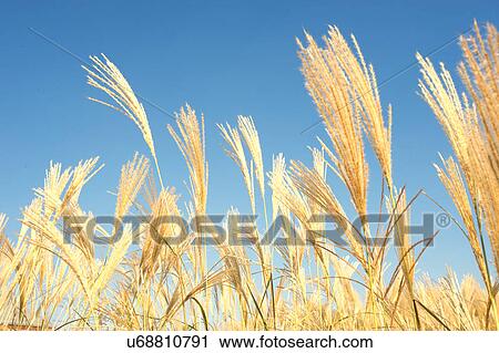 Golden Barley Wheat Field in Summer View Large Photo Image Stock Image - Golden Barley Wheat Field in Summer. Fotosearch