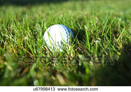 Stock Image - Golf ball on wet lush fairway. Fotosearch