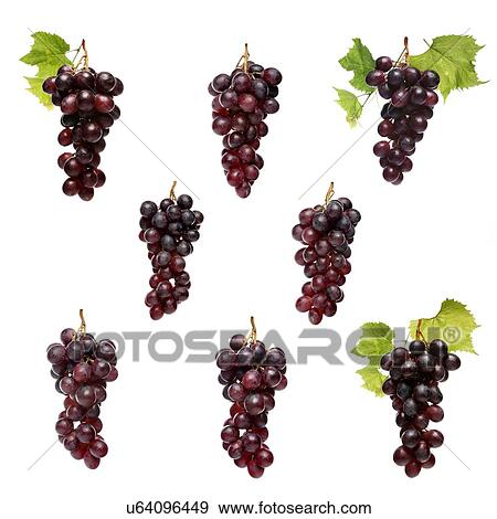 Stock Photo - Grapes on white background - close-up. Fotosearch