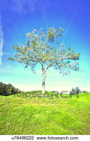 Lone tree in field View Large Photo Image Stock Image - Lone tree in field. Fotosearch
