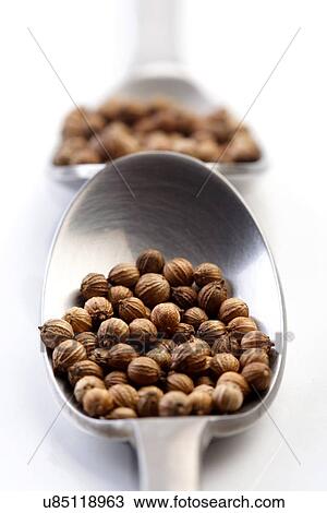 Mustard seeds on a spoon View Large Photo Image Stock Image - Mustard seeds on a spoon. Fotosearch