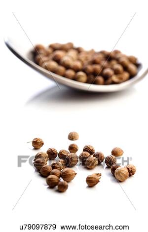 Mustard seeds - studio shot View Large Photo Image Stock Photo - Mustard seeds - studio shot. Fotosearch