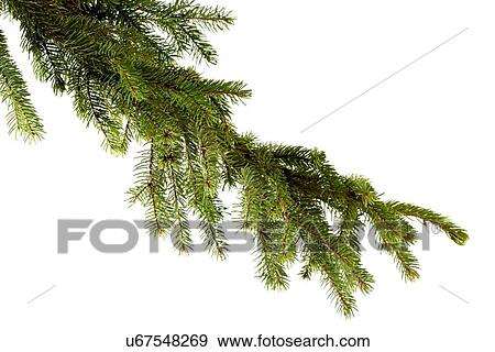 Stock Photo - Pine branch on white background. Fotosearch