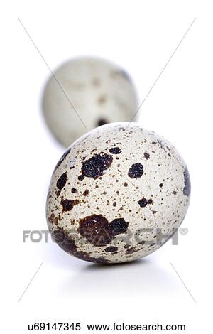 Quail eggs - studio shot View Large Photo Image Stock Photography - Quail eggs - studio shot. Fotosearch
