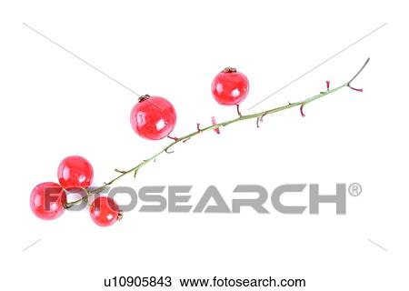 Redcurrants on white background - studio shot View Large Photo Image Stock Image - Redcurrants on white background - studio shot. Fotosearch