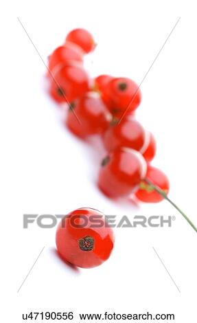 Stock Photograph - Redcurrants. Fotosearch
